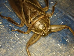 Lethocerus patruelis