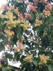 Triplaris americana