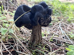 Helvella vespertina
