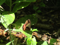 Biblis