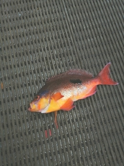 Caesioperca lepidoptera