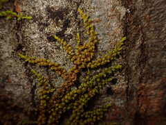 Macromitrium