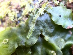 Lophocolea