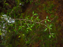 Coprosma dumosa