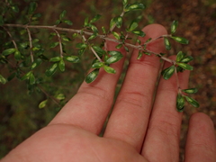 Coprosma dumosa