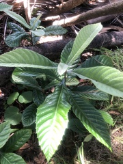 Eriobotrya japonica