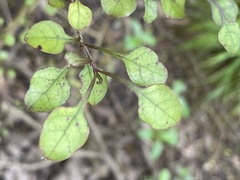Coprosma arborea