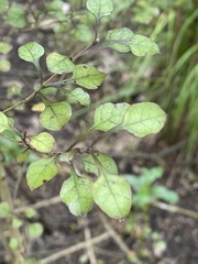 Coprosma arborea