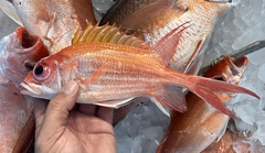 Holocentrus adscensionis