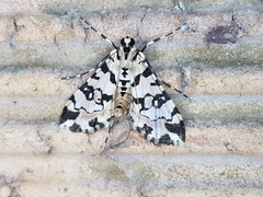 Conchylodes bryophilalis