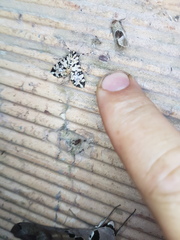 Conchylodes bryophilalis
