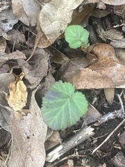 Geum