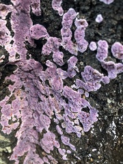 Punctularia atropurpurascens