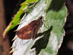Synapte pecta