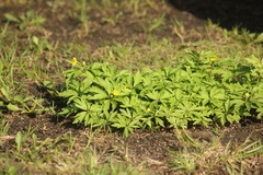 Anemonoides ranunculoides