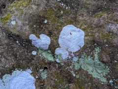 Phlyctis petraea