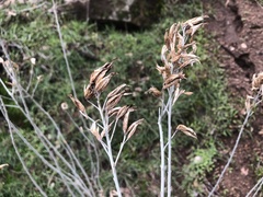 Ehrendorferia chrysantha