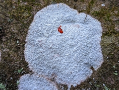 Phlyctis petraea