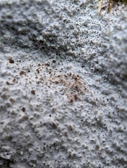 Phlyctis petraea