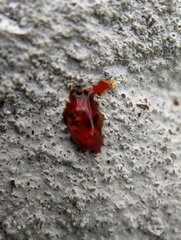 Phlyctis petraea