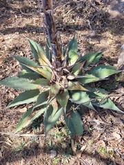 Agave inaequidens