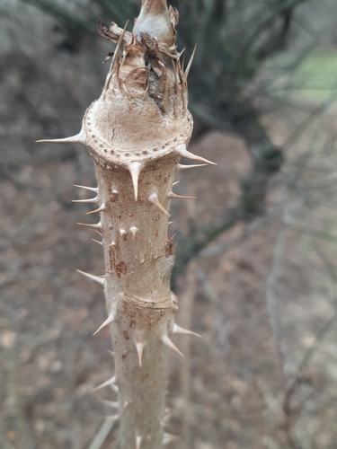 Aralia elata