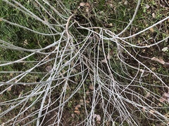 Ehrendorferia chrysantha