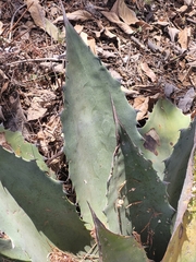 Agave inaequidens