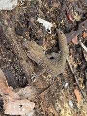 Diplodactylus lateroides