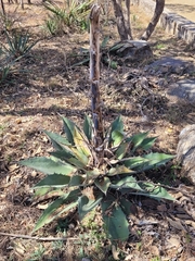 Agave inaequidens