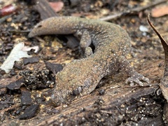 Diplodactylus lateroides