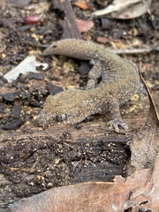 Diplodactylus lateroides