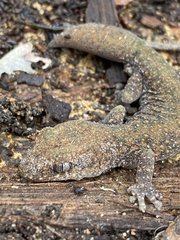 Diplodactylus lateroides