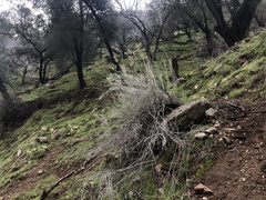 Ehrendorferia chrysantha