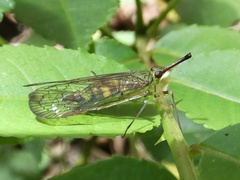 Dictyopharidae