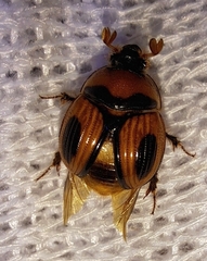 Bolbocerosoma confusum