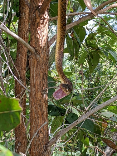 Brown Tree Snake sighting