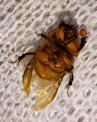 Bolbocerosoma confusum