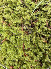 Racomitrium elongatum