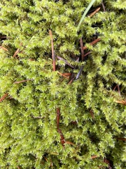 Racomitrium elongatum