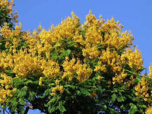 Peltophorum dubium