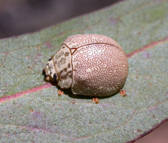 Paropsis deserti