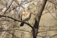 Turdus pilaris