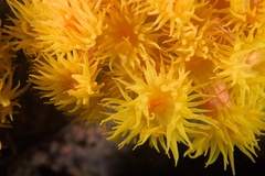 Tubastraea