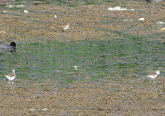 Himantopus mexicanus