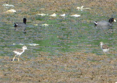 Himantopus mexicanus