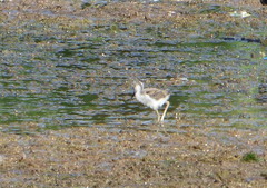 Himantopus mexicanus