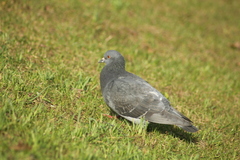 Columba livia domestica