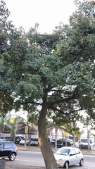 Ceiba speciosa
