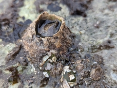 Semibalanus cariosus